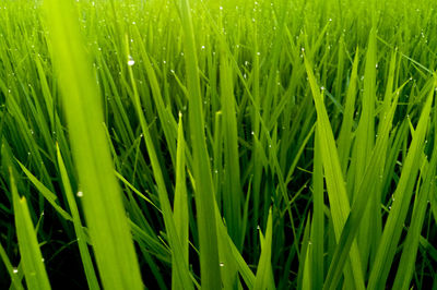 Full frame shot of crops growing on field