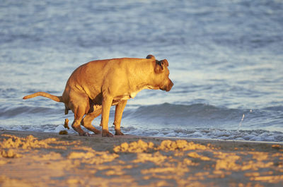 Side view of a horse walking on beach