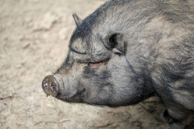 Close-up of an animal head