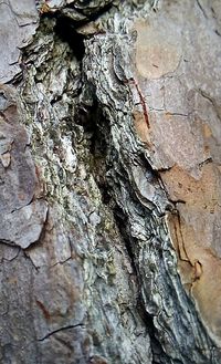 Close-up of tree trunk