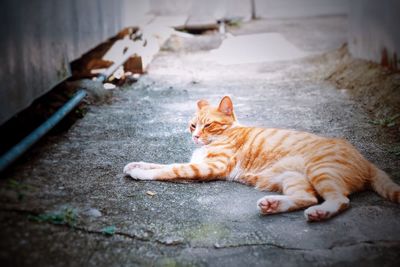 Portrait of cat lying on floor