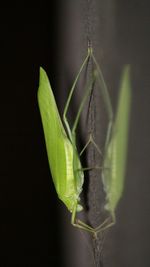 Close-up of insect on leaf