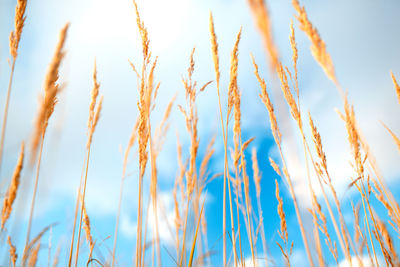 Low angle view of crops against sky