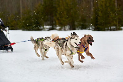 Dogs running on snow covered landscape