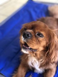 Close-up of dog looking away