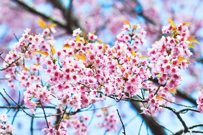 Close-up of pink cherry blossom