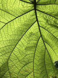 Macro shot of green leaf