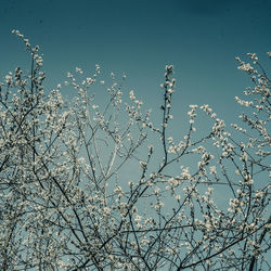 Low angle view of bare trees against sky