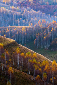 Pine trees in forest during autumn