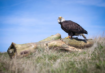 Bald eagle perching on fallen tree on field against sky