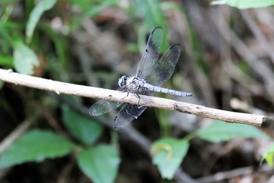 Close-up of dragonfly on plant