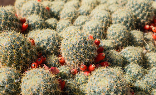 Close-up of christmas decorations