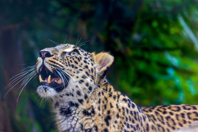 Close-up of a cat