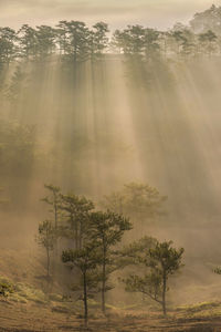 Sunlight streaming on trees in forest