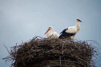 Low angle view of birds in nest against clear sky