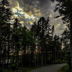 Scenic view of trees against cloudy sky