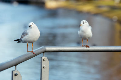 Close-up of seagull perching on sea shore