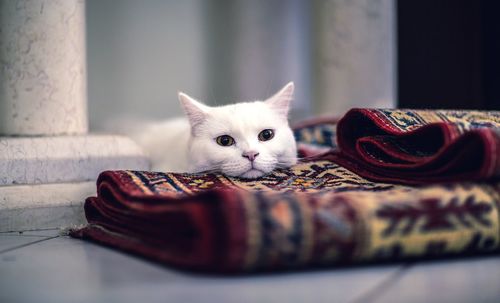 Close-up portrait of a cat at home