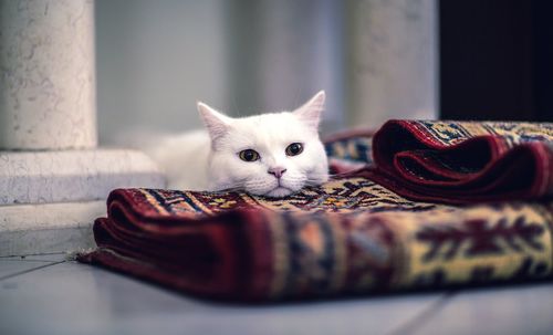 Close-up portrait of a cat at home 