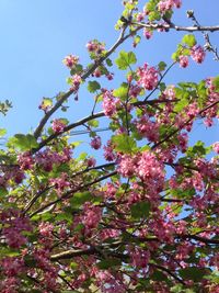 Low angle view of pink flowers blooming on tree