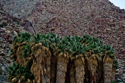 Plants growing on landscape against sky