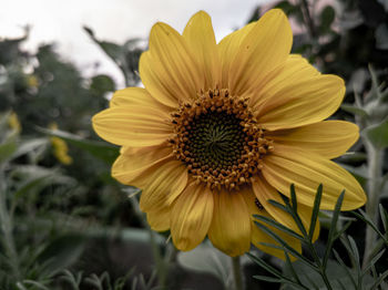 Close-up of sunflower