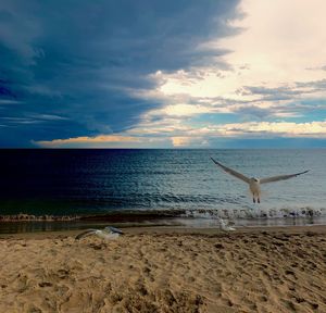 Seagulls flying over beach against sky