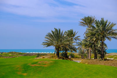 Trees by sea against sky