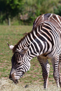 Portrait of a zebra 