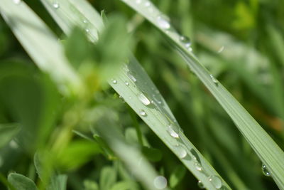 Close-up of raindrops on grass