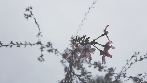 Low angle view of pink flowers against sky