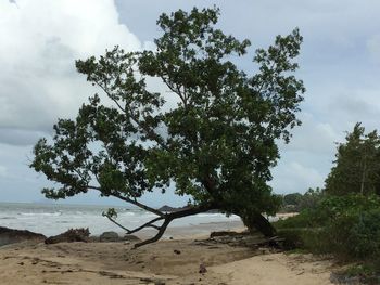 Tree on beach against sky