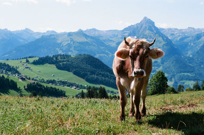 View of a cow in the mountains 