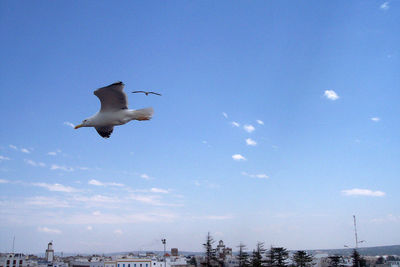 Low angle view of seagull flying against sky