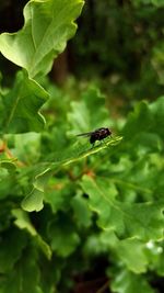 Close-up of insect on plant leaf