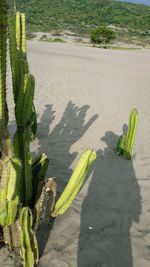 High angle view of succulent plant on road