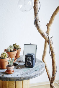 Potted plant on table at home