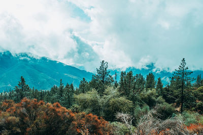 Plants growing on land against sky