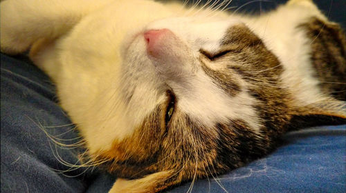 Close-up of cat sleeping