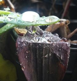 Close-up of ice on leaf