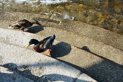 High angle view of bird perching on shadow