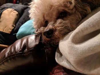 Close-up of dog relaxing