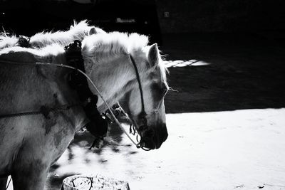 Close-up of horse standing on field