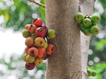 Close-up of fruits hanging on tree