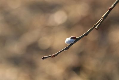 Close-up of willow on twig