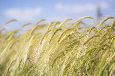 Close-up of wheat growing in field