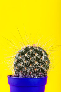 Close-up of cactus in pot against yellow background
