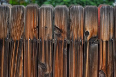 Close-up of an animal on wooden fence