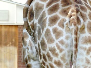 Close-up of zebra