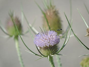 Close-up of thistles blooming outdoors